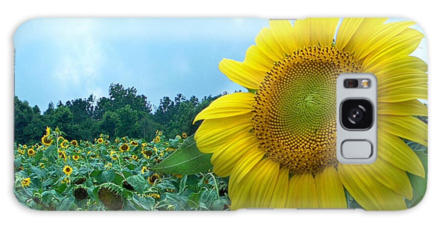 Sunflower Photographs Galaxy Case featuring the photograph Sunflower Field of Yellow Sunflowers by Jan Marvin Studios by Jan Marvin