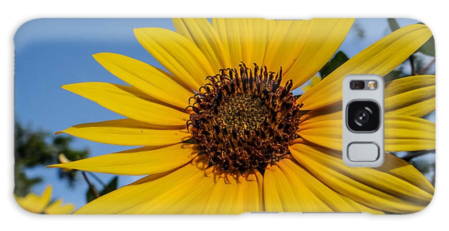 Yellow Galaxy Case featuring the photograph Sunflower Fields 3 by Stacy Michelle Smith