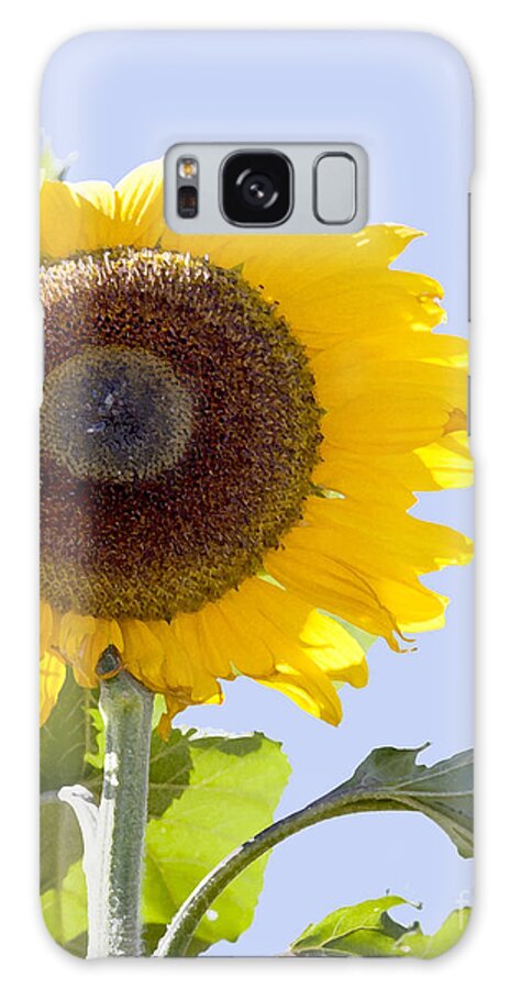 Sunflower Galaxy Case featuring the photograph Sunflower in the blue sky by David Millenheft