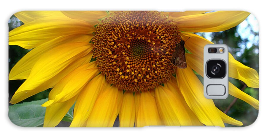 Sunflower Galaxy Case featuring the photograph Sunflower by Kara Stewart