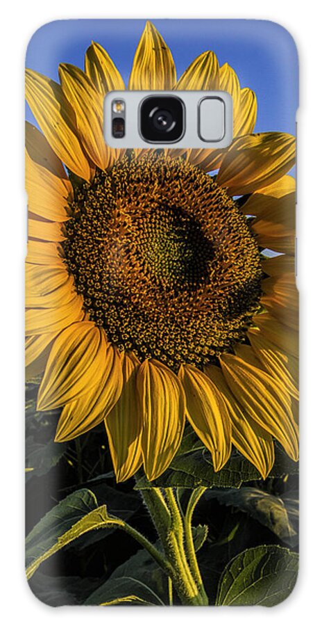 Kansas Galaxy Case featuring the photograph Sunflower by Rob Graham