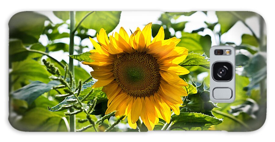 Sunflower Galaxy Case featuring the photograph Sunflower Vignette Edges by Ms Judi