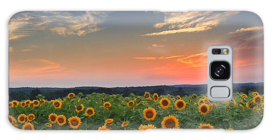 Sunflower Galaxy Case featuring the photograph Sunflowers in the evening by Bill Wakeley