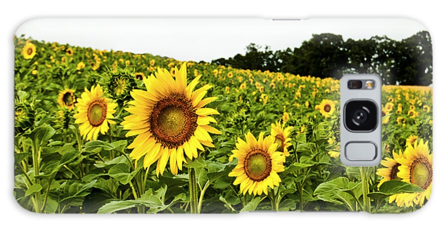 Bloom Galaxy Case featuring the photograph Sunflowers on a Hill by Christi Kraft
