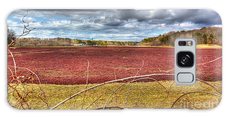 Sunlight On The Cranberry Bog Galaxy Case featuring the photograph Sunlight on the Cranberry Bog by Michelle Constantine
