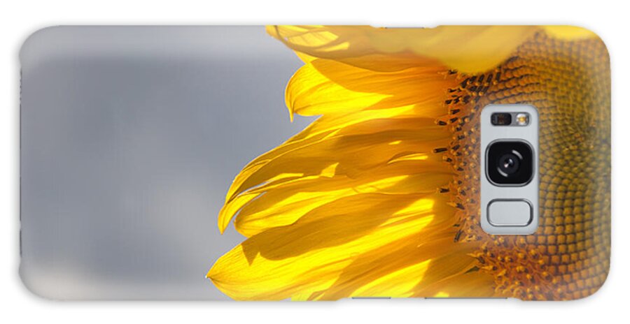 Sunflower Galaxy Case featuring the photograph Sunny Sunflower by Cheryl Baxter