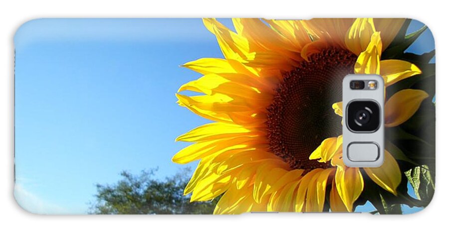Sunflowers Galaxy Case featuring the photograph Sunny Sunshine in Point Roberts by Sian Lindemann