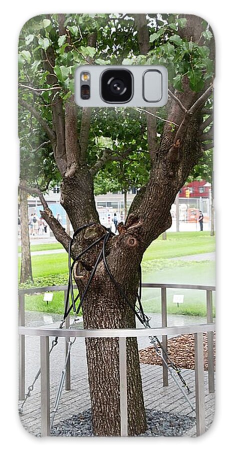Survivor Tree Galaxy Case featuring the photograph Survivor Tree by Jim West/science Photo Library
