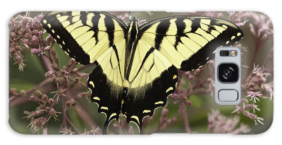 Butterflies Galaxy Case featuring the photograph Swallowtail in Pink by Donald Brown