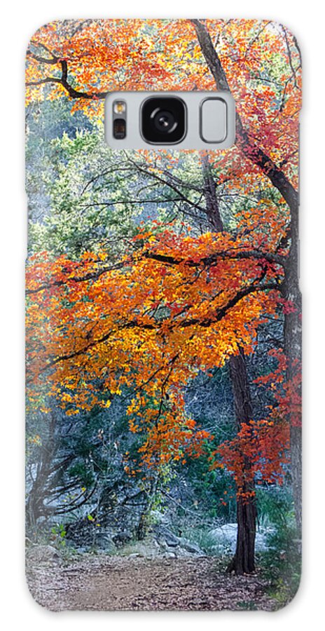 Tree Boughs Galaxy Case featuring the photograph Take A Bough by Debbie Karnes