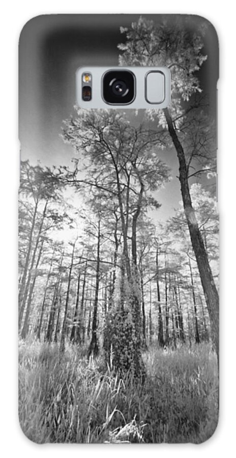 Cypress Galaxy Case featuring the photograph Tall Cypress Trees by Bradley R Youngberg
