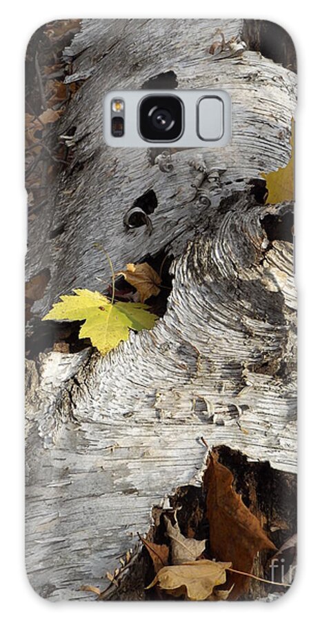 Nature Birch Tree Woods Fall Autumn Outside Trees Galaxy Case featuring the photograph Tall Fallen Birch with Leaves by Erick Schmidt