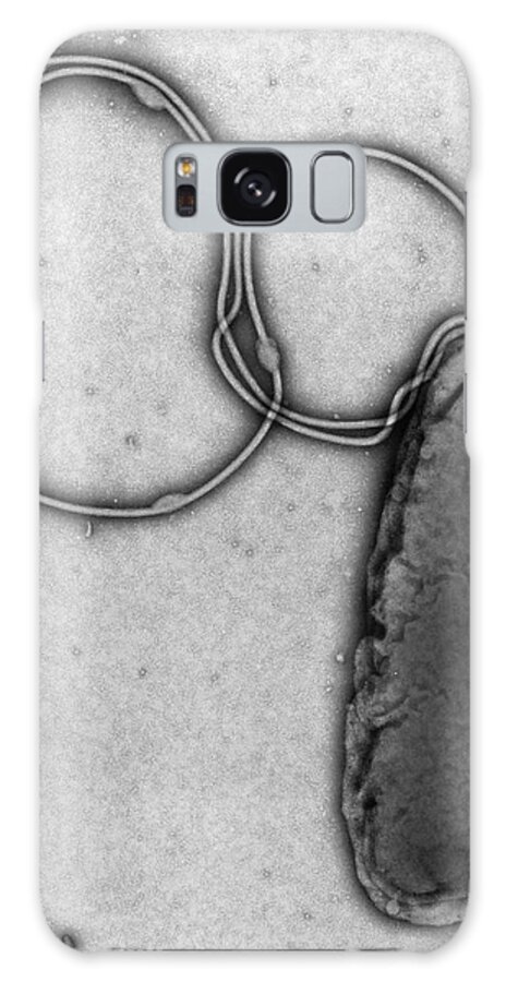 Helicobacter Pylori Galaxy Case featuring the photograph Tem Of A Helicobacter Pylori Bacterium by A. Dowsett, Public Health England/science Photo Library