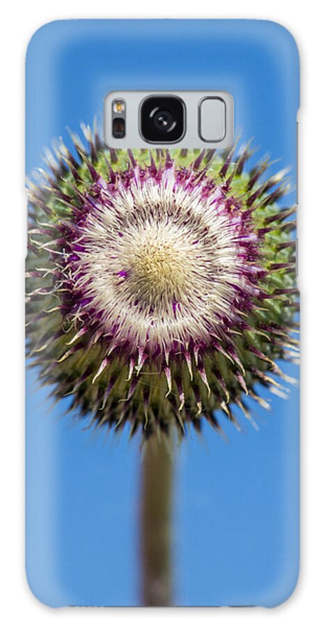 Texas Thistle Galaxy Case featuring the photograph Texas Thistle Bud by Steven Schwartzman