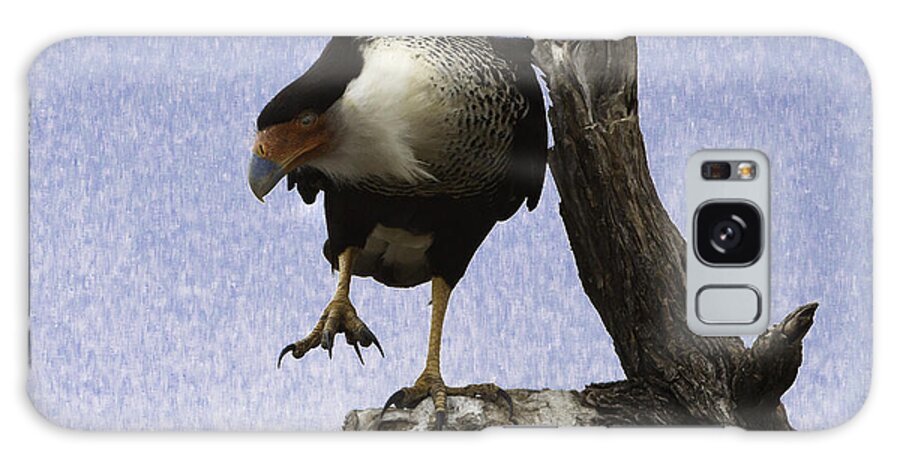 Bird Galaxy Case featuring the photograph That Caracara Stare by Donald Brown