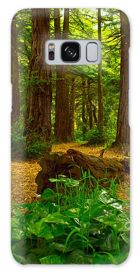 Golden Galaxy S8 Case featuring the photograph The Forest of Golden Gate Park by Bryant Coffey