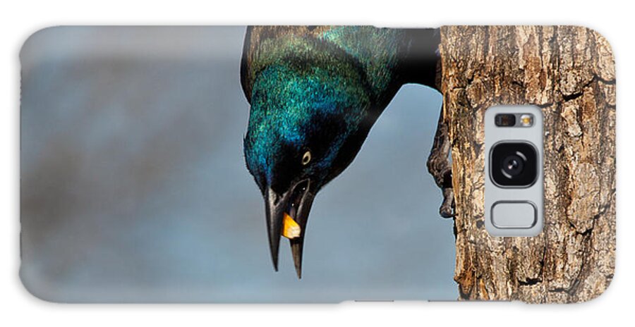 Grackle Galaxy Case featuring the photograph The Grackle by Mark Alder