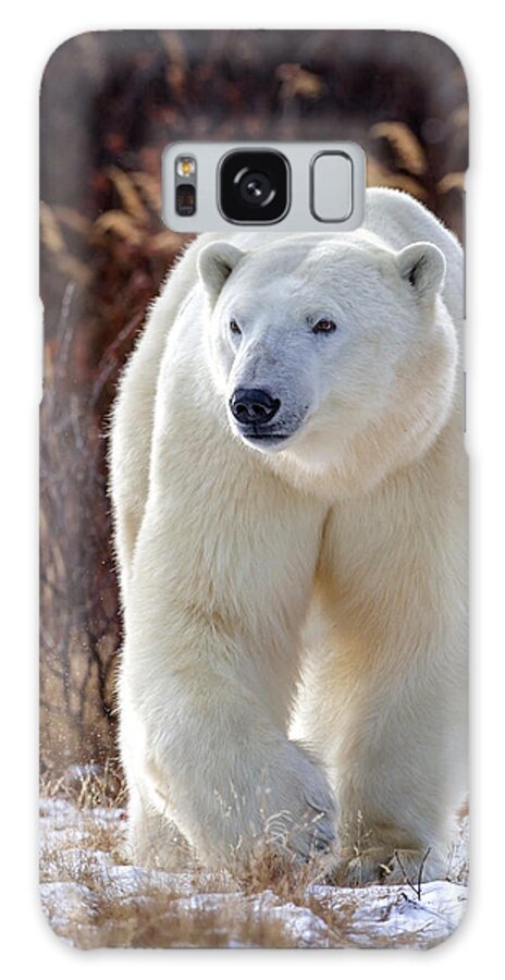 Polar Bear Galaxy Case featuring the photograph The Great White Bear by Jack Bell