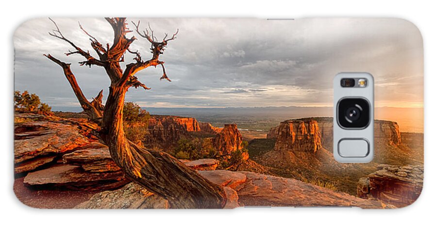 Colorado Galaxy Case featuring the photograph The Light on the Crooked Old Tree by Ronda Kimbrow