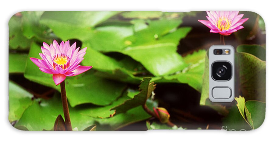 Flower Galaxy Case featuring the photograph The lily pond by Paul Cowan