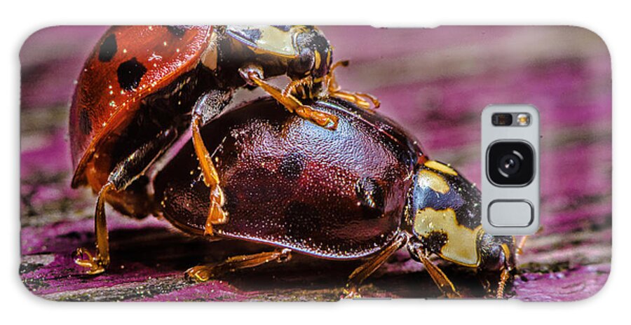 Insects Galaxy S8 Case featuring the photograph The Love Bugs by Rick Bartrand