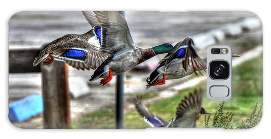 Ducks Galaxy Case featuring the photograph The Pattern is Full by Phillip Garcia