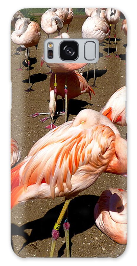 Pink Flamingos Galaxy Case featuring the photograph The Refreshing Pause by Amelia Racca