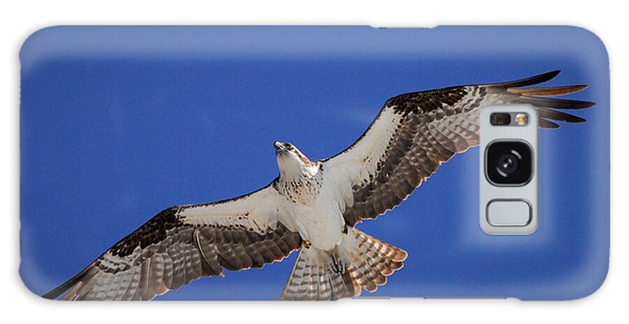 Osprey Galaxy Case featuring the photograph The Sky's the Limit by Quinn Sedam