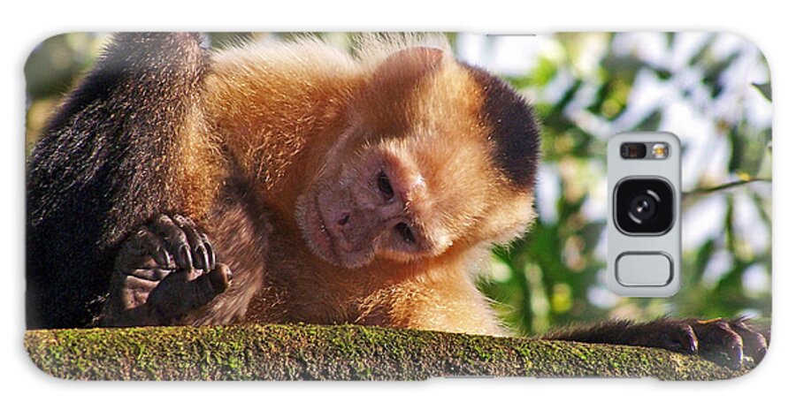 White-headed Capuchin Galaxy Case featuring the photograph This Little Piggy Went To... by Jennifer Robin