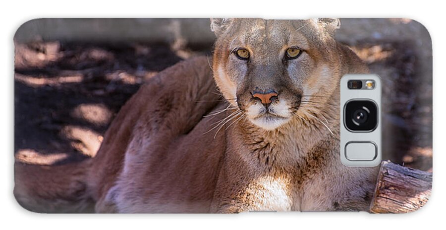 Mountain Lion Galaxy Case featuring the photograph This Mountain is Mine by Janis Knight