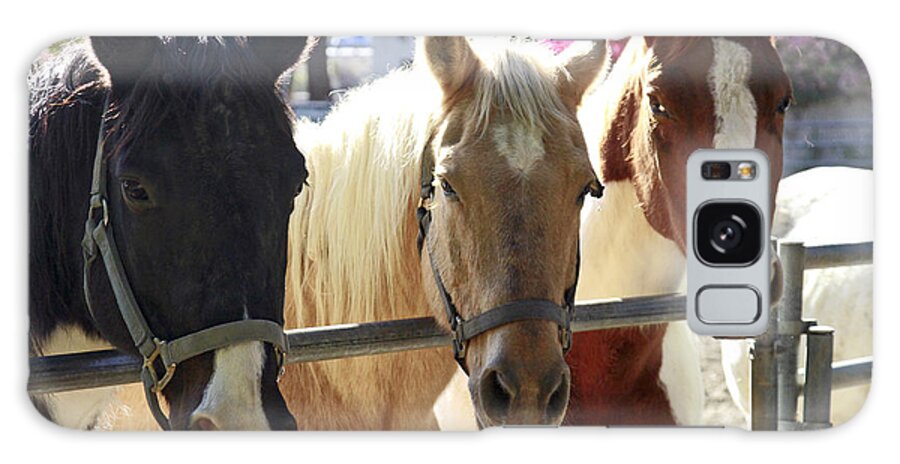 Horses Galaxy Case featuring the photograph Three Amigos by Shoal Hollingsworth