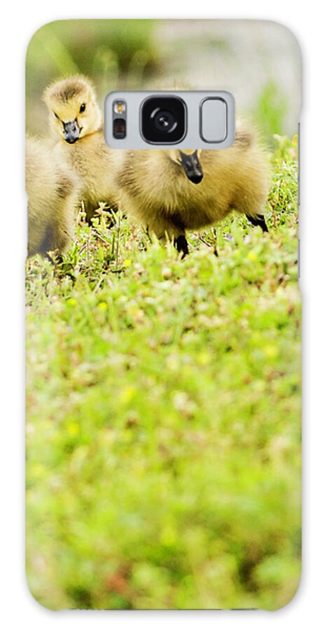 Following Galaxy Case featuring the photograph Three Day Old Goslings by Catlane