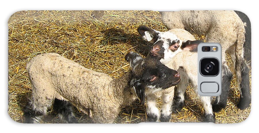 Lambs Galaxy Case featuring the photograph Three Little Lambs in Spring Sunshine by Conni Schaftenaar
