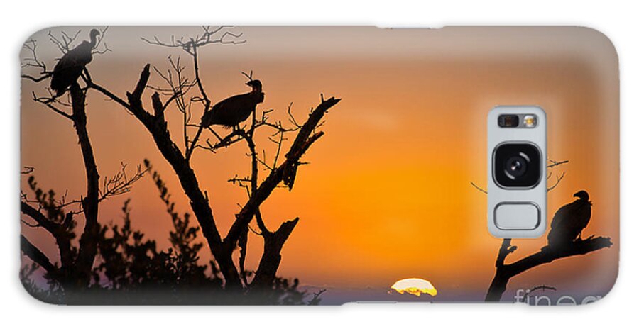 Vulture Galaxy Case featuring the photograph Vultures at sunset, South Africa by Delphimages Photo Creations