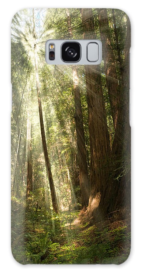 Muir Woods Galaxy Case featuring the photograph Through the Trees by Mick Burkey