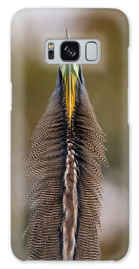 Bare-throated Tiger Heron Galaxy Case featuring the photograph Tiger Heron by Max Waugh