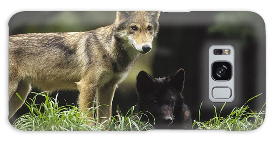 Feb0514 Galaxy Case featuring the photograph Timber Wolf Juveniles North America by Gerry Ellis
