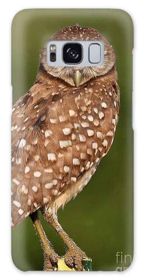 Owl Galaxy S8 Case featuring the photograph Tiny Burrowing Owl by Sabrina L Ryan