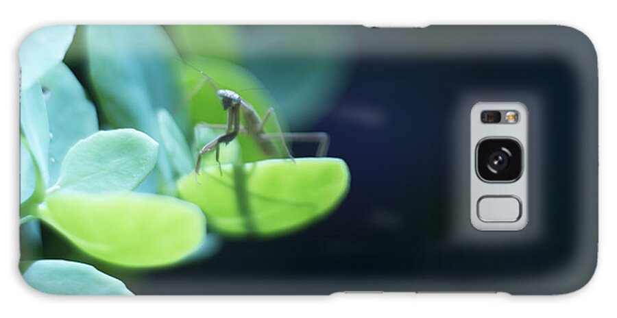 Praying Mantis Galaxy Case featuring the photograph Tiny Praying Mantis on Sedum by Rebecca Sherman