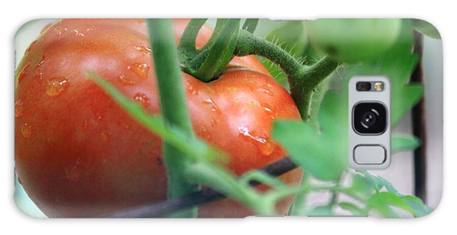 Tomato Tomoto Galaxy Case featuring the photograph Tomato Tomoto by PJQandFriends Photography