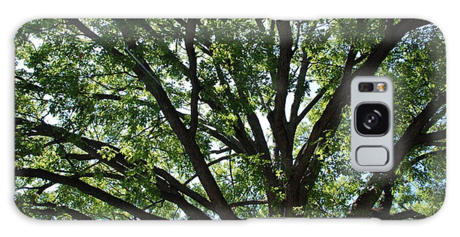Tree Galaxy Case featuring the photograph Tree Canopy Sunburst by Kenny Glover