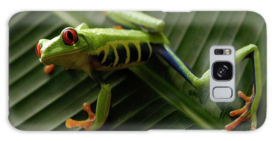Frog Galaxy Case featuring the photograph Tree Frog 16 by Bob Christopher