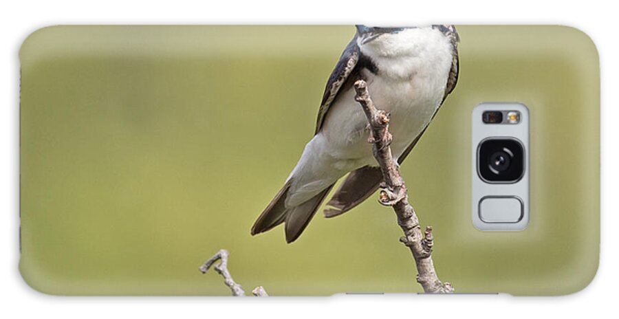 Tree Galaxy S8 Case featuring the photograph Tree Swallow by Brian Magnier