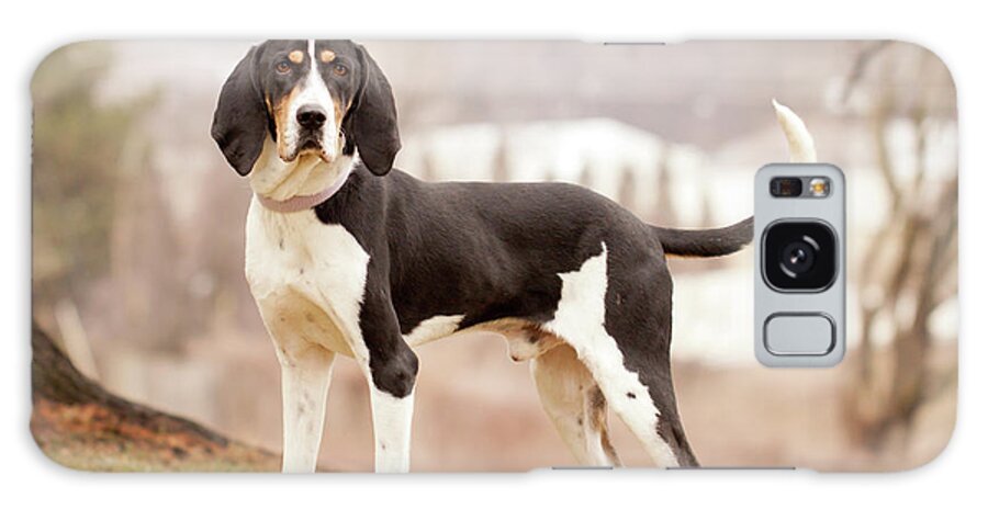 Pets Galaxy Case featuring the photograph Treeing Walker Coonhound Standing On by Kerri Wile