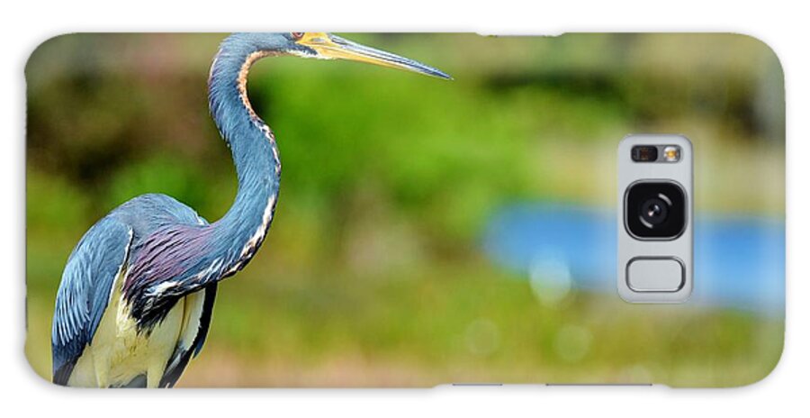 Florida Birds Galaxy Case featuring the photograph Tri Color Heron by Julie Adair