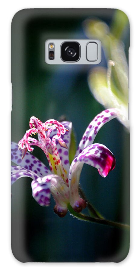 Flower Galaxy Case featuring the photograph Tricyrtis Toad Lily Flower by Nathan Abbott