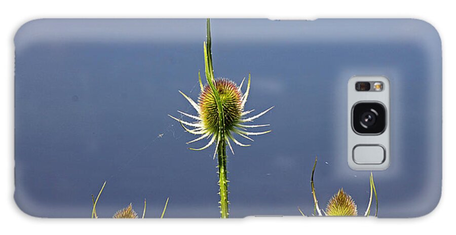 Cotswolds Galaxy S8 Case featuring the photograph Trio of Teasels by Tony Murtagh