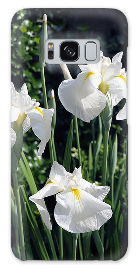 White Galaxy Case featuring the photograph Trio of White Iris by Harold Rau