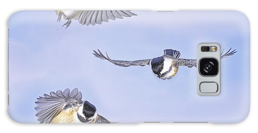 Black Capped Chickadees Galaxy S8 Case featuring the photograph Triple Threat by Peg Runyan