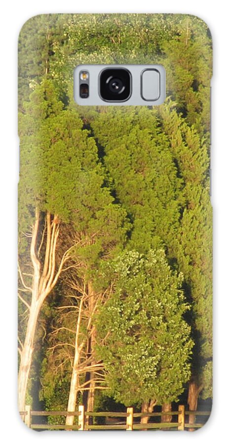 Evergreen Trees Galaxy Case featuring the photograph Triple Trees by Debbie Nester
